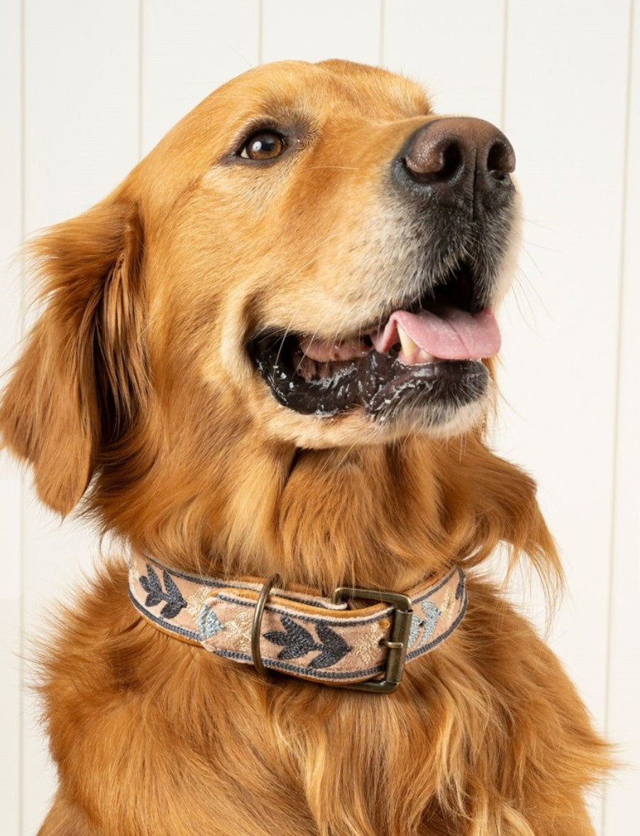 Golden retriever wearing a decorative dog collar against a white background