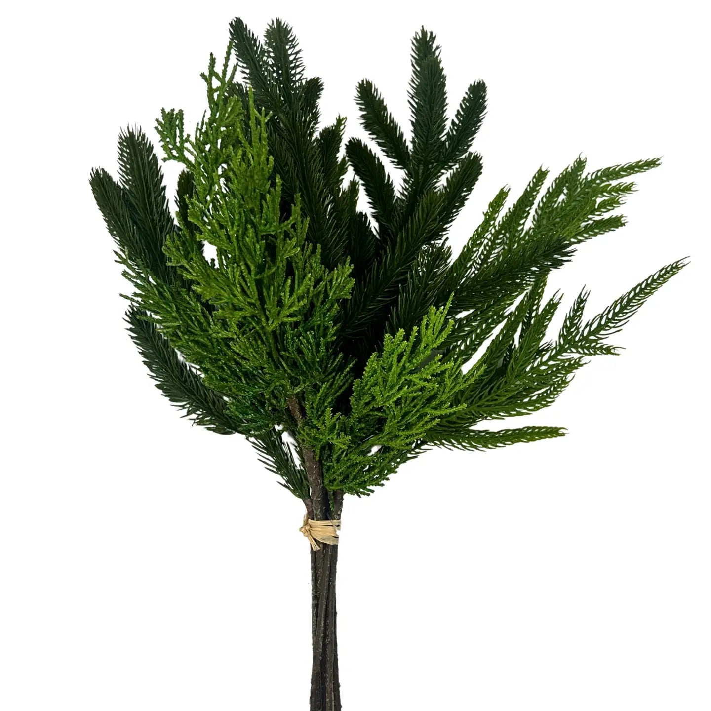 Cedar, Norfolk, Spruce Bundle