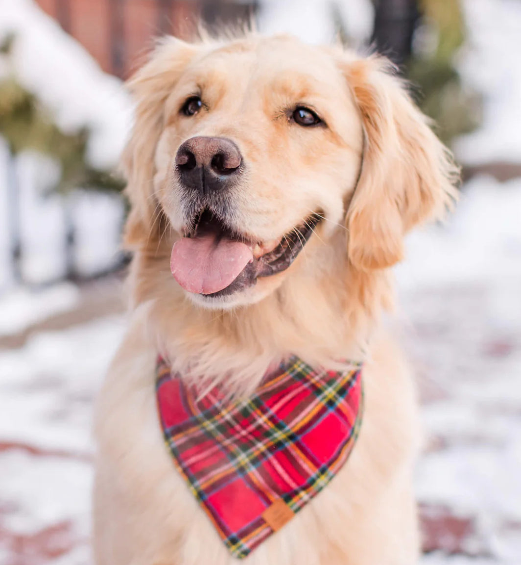 A golden retriever with a red plaid bandana poses, exuding warmth and friendliness in a cheerful outdoor setting.