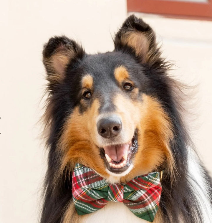A collie dressed in a plaid bow tie, exuding charm and sophistication with its fluffy coat and bright eyes.