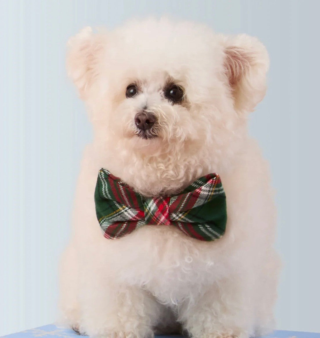 A white dog wearing a stylish plaid bow tie, looking cheerful and well-groomed.
